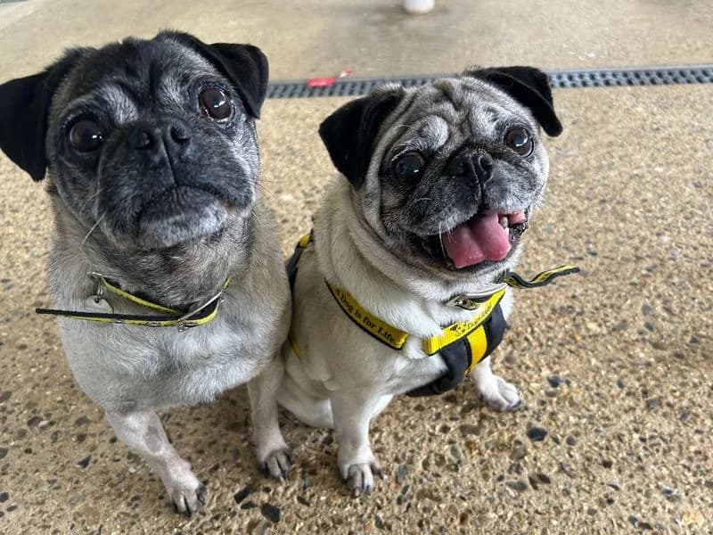 Doug, male senior Pug for adoption at Dogs Trust Snetterton, Snetterton