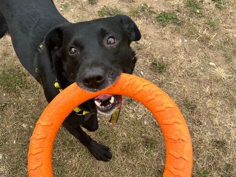 Diego, male 6yo Border Collie for adoption at Dogs Trust Snetterton, Snetterton