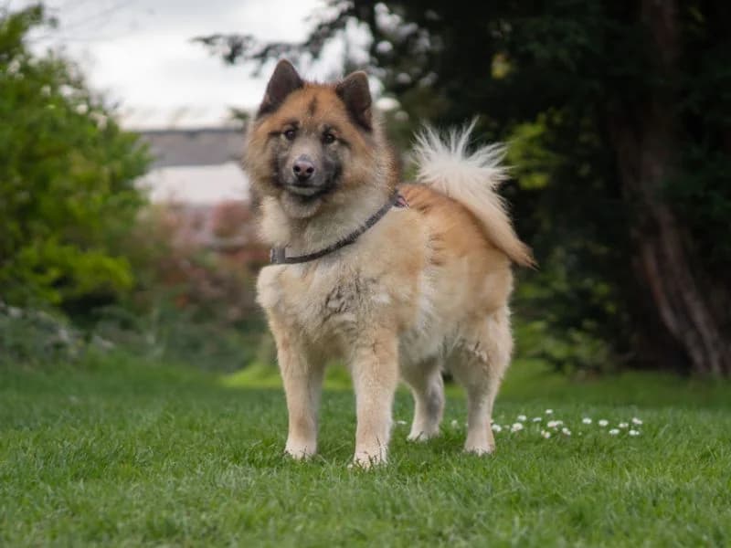 Cooper, male 7yo Husky for adoption at Dogs Trust Snetterton, Snetterton
