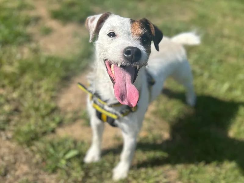 Bobby, female 5yo Jack Russell Terrier for adoption at Dogs Trust Snetterton, Snetterton