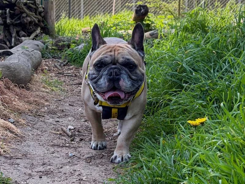 Rocky, male 4yo English Bulldog for adoption at Dogs Trust Snetterton, Snetterton