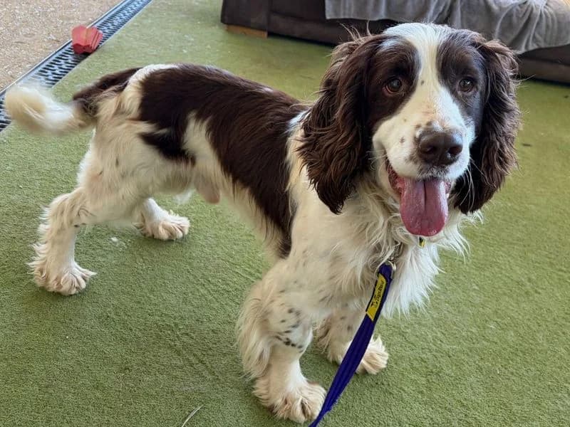 Quincey, male 3yo mixed breed for adoption at Dogs Trust Snetterton, Snetterton
