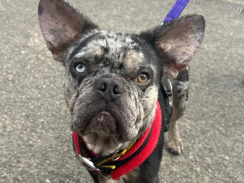 Boris, male young English Bulldog for adoption at Dogs Trust Snetterton, Snetterton