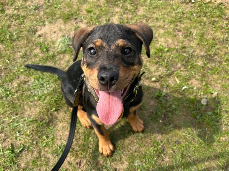 Ella, female puppy Rottweiler for adoption at Dogs Trust Snetterton, Snetterton