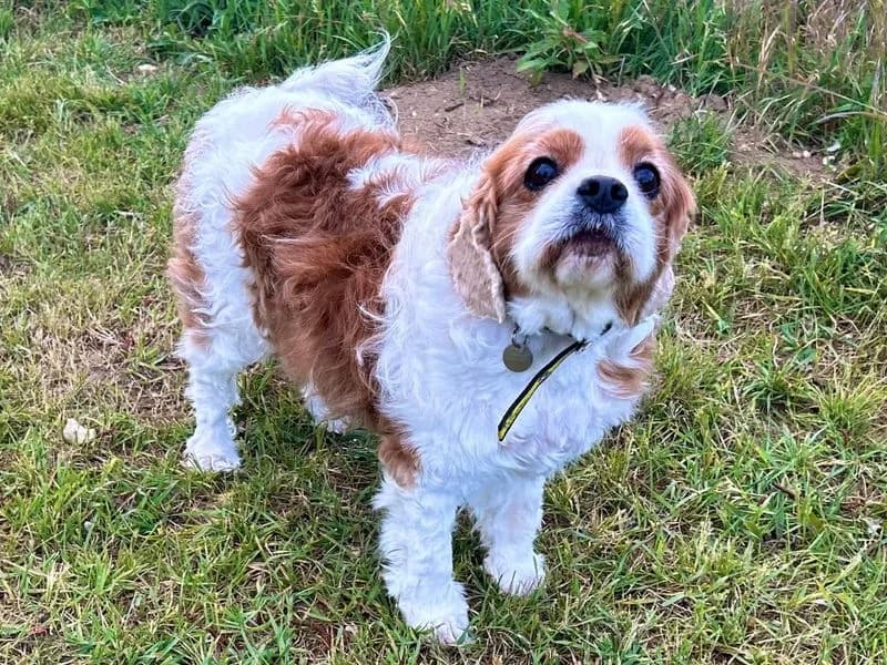 Rupert, male senior Cavalier King Charles Spaniel for adoption at Dogs Trust Snetterton, Snetterton