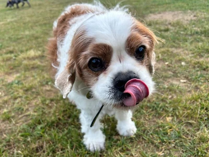 Maud, female 7yo Cavalier King Charles Spaniel for adoption at Dogs Trust Snetterton, Snetterton