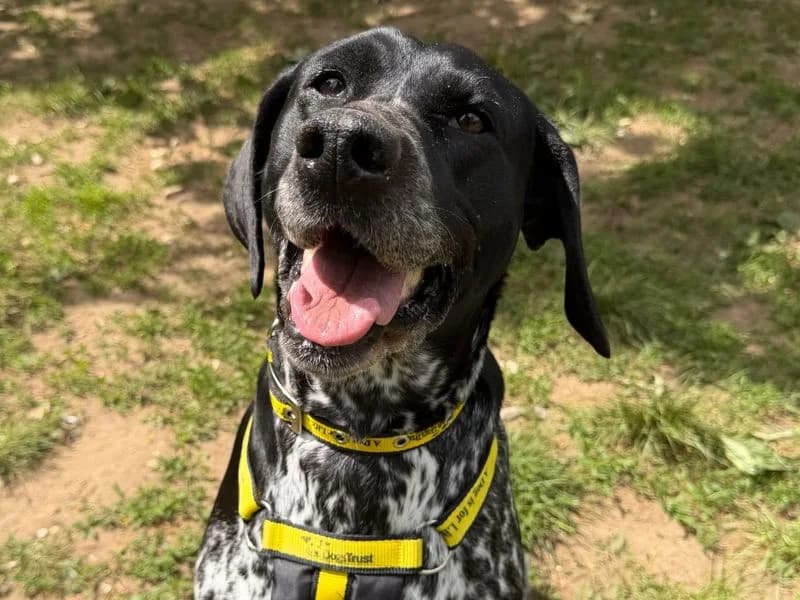 Elderberry, female 5yo Pointer for adoption at Dogs Trust Snetterton, Snetterton