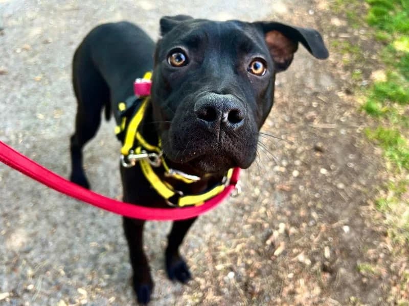 Midnight, female puppy Staffordshire Bull Terrier for adoption at Dogs Trust Snetterton, Snetterton