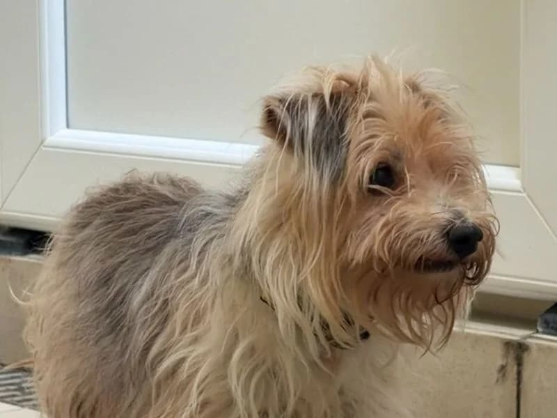 Sixpence, female senior Jack Russell Terrier for adoption at Dogs Trust Snetterton, Snetterton