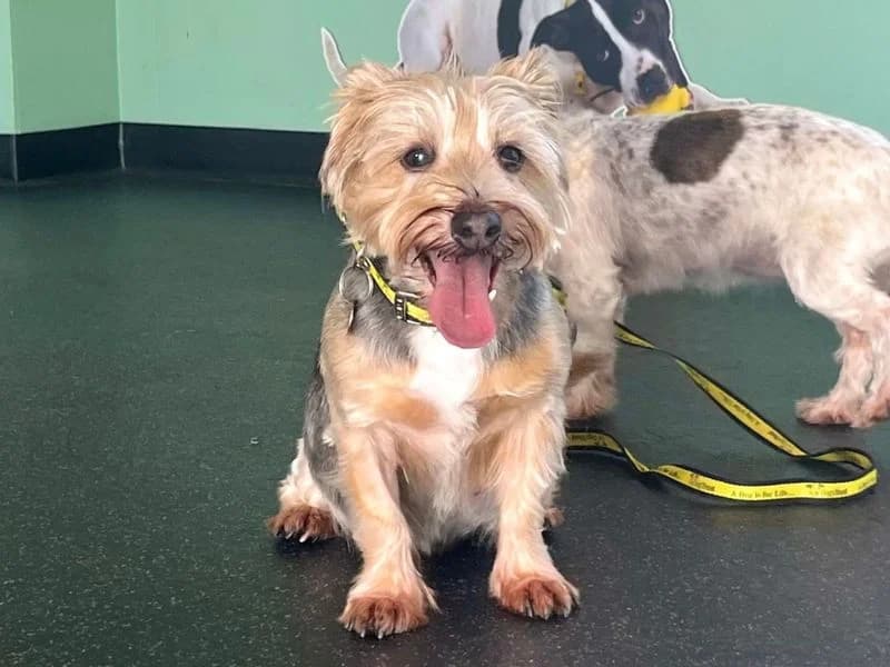 Jill, female senior Jack Russell Terrier for adoption at Dogs Trust Snetterton, Snetterton