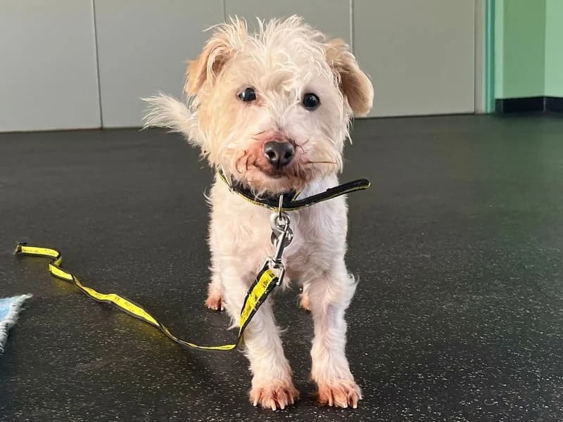 Poppy, female senior Jack Russell Terrier for adoption at Dogs Trust Snetterton, Snetterton