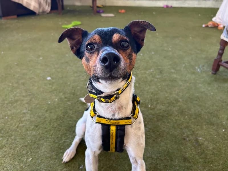 Otis R, male 6yo mixed breed for adoption at Dogs Trust Snetterton, Snetterton
