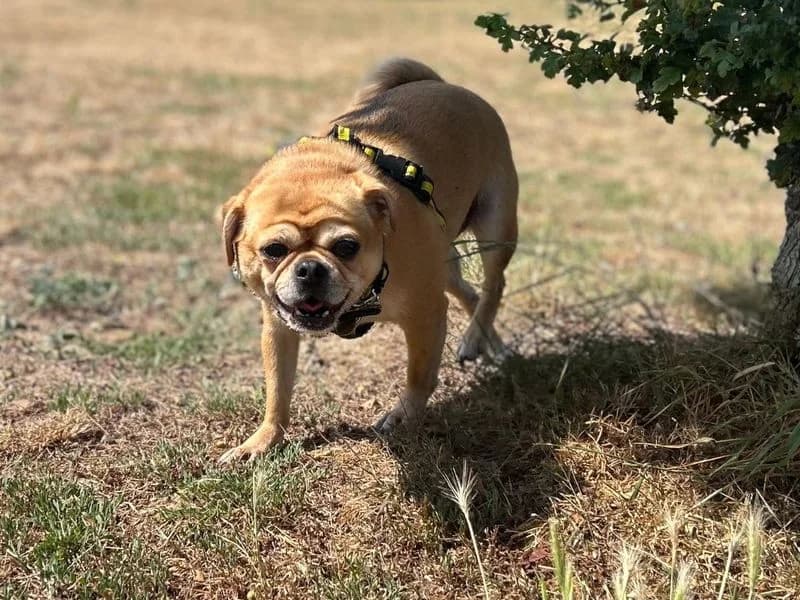 Dougie, male 4yo Pug for adoption at Dogs Trust Snetterton, Snetterton