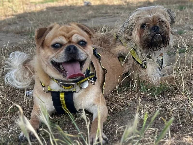 Marleigh, female 3yo Pug for adoption at Dogs Trust Snetterton, Snetterton