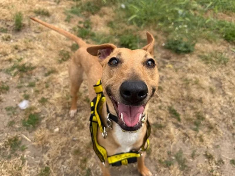 Honey, female young Whippet for adoption at Dogs Trust Snetterton, Snetterton