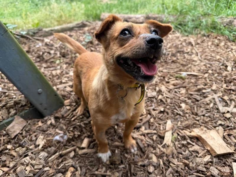 Lady, female 5yo Jack Russell Terrier for adoption at Dogs Trust Snetterton, Snetterton