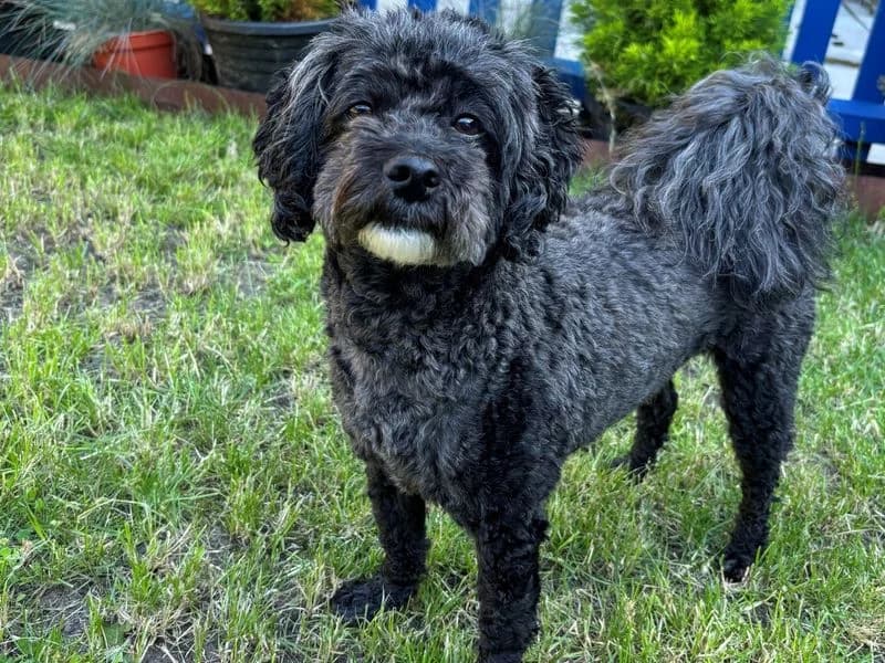 Marv, male 4yo mixed breed for adoption at Dogs Trust Snetterton, Snetterton