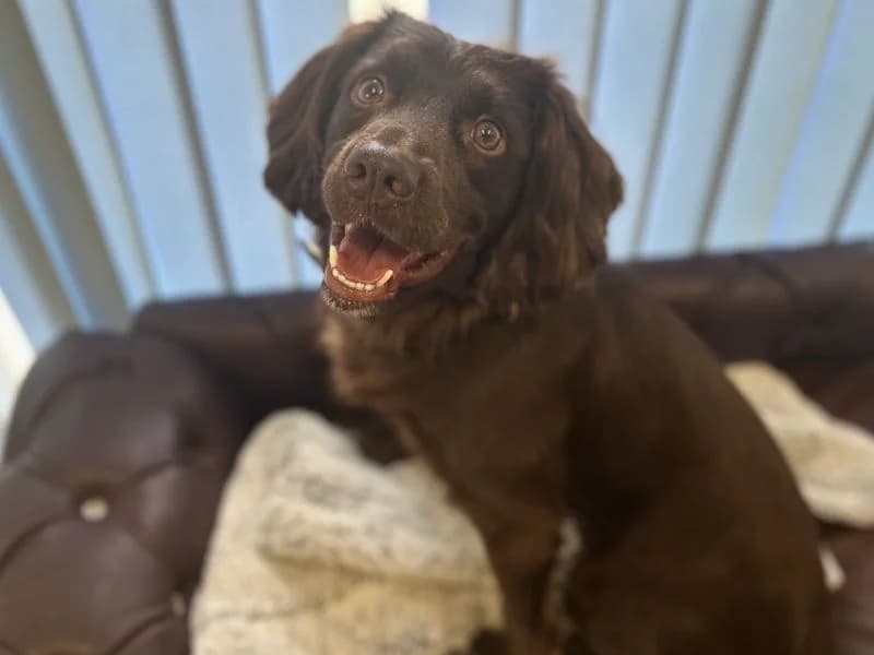 Lupin, male 4yo Cocker Spaniel for adoption at Dogs Trust Snetterton, Snetterton