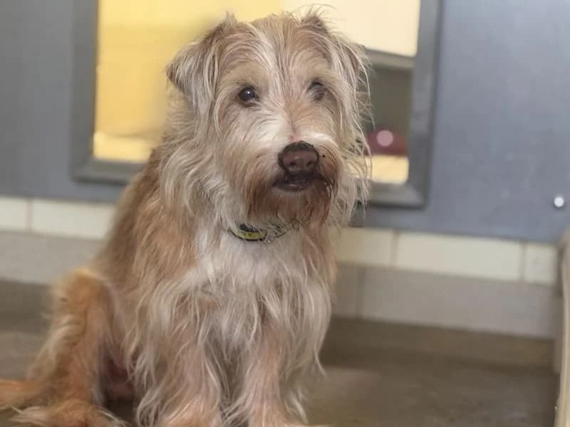 Peanut, male senior Jack Russell Terrier for adoption at Dogs Trust Snetterton, Snetterton