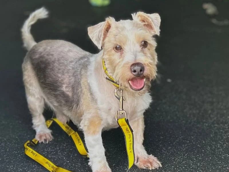 Dillan, male senior Jack Russell Terrier for adoption at Dogs Trust Snetterton, Snetterton