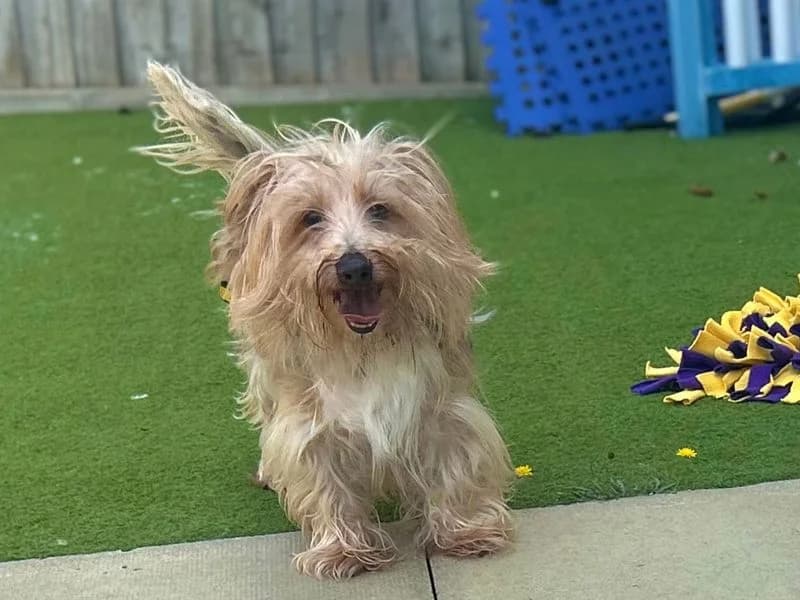 Deano, male senior Jack Russell Terrier for adoption at Dogs Trust Snetterton, Snetterton