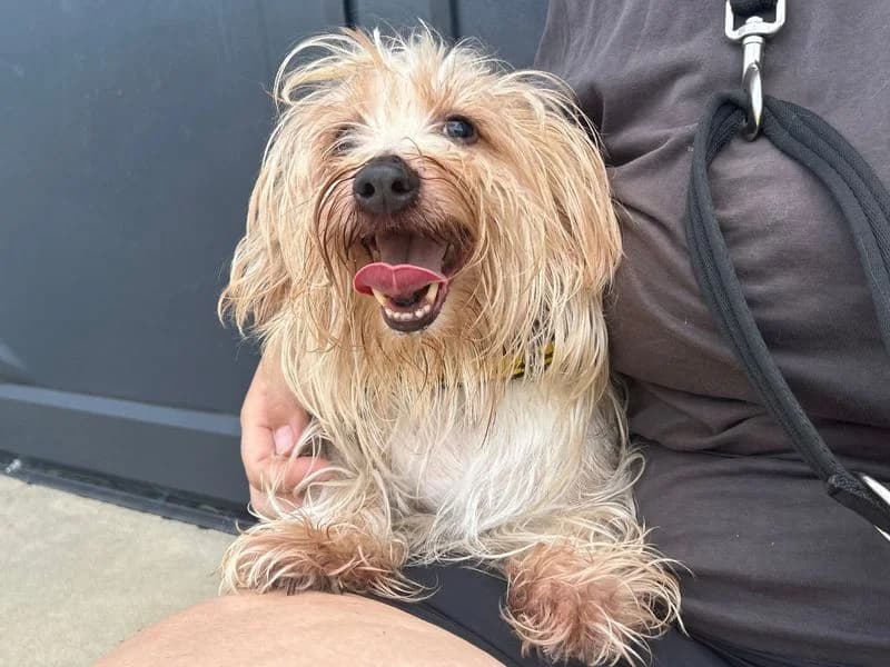 Deano, male senior Jack Russell Terrier for adoption at Dogs Trust Snetterton, Snetterton