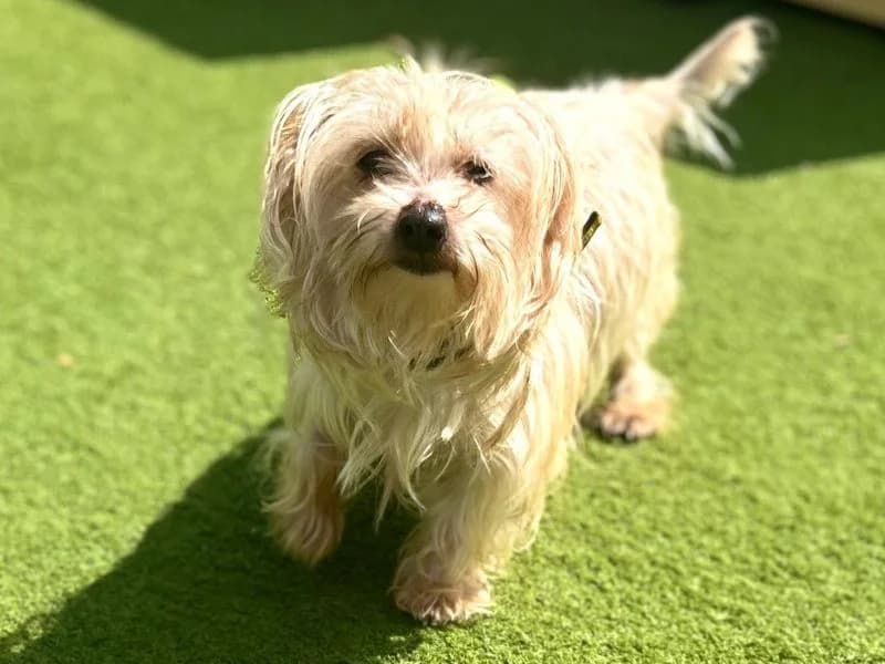 Pewit, male senior Jack Russell Terrier for adoption at Dogs Trust Snetterton, Snetterton