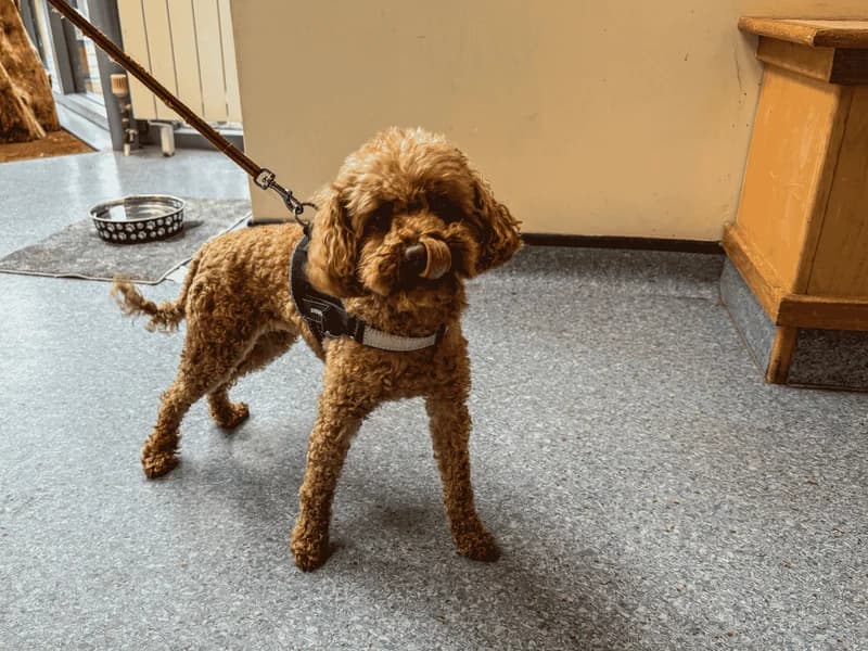 Lucky, female 5yo Poodle for adoption at Dogs Trust Snetterton, Snetterton