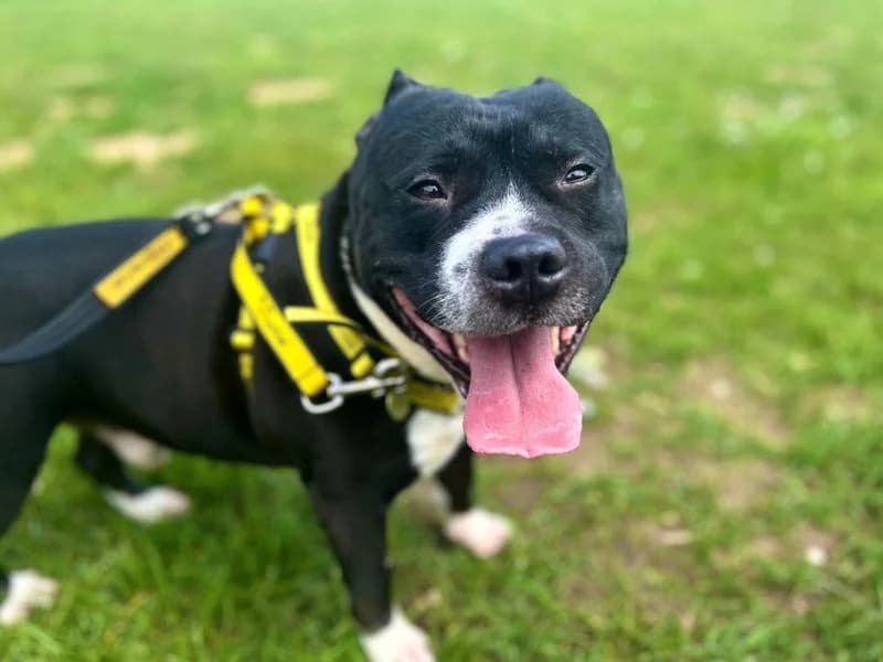 Wonka, male 4yo Staffordshire Bull Terrier for adoption at Dogs Trust Snetterton, Snetterton