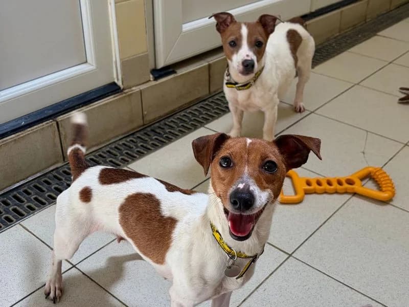 Judy, female young Jack Russell Terrier for adoption at Dogs Trust Snetterton, Snetterton