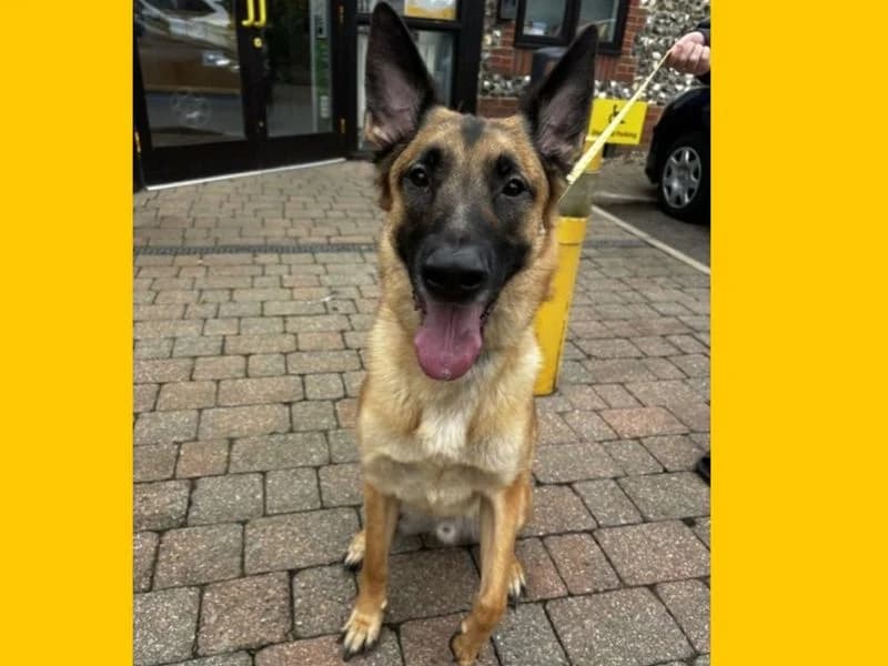 Abel, male 3yo mixed breed for adoption at Dogs Trust Snetterton, Snetterton