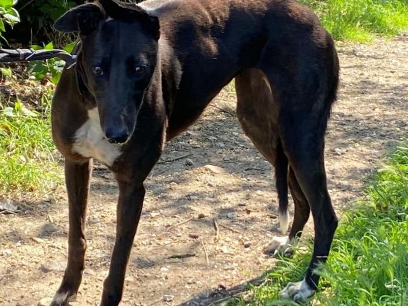 Puddles, female 3yo Greyhound for adoption at Dogs Trust Snetterton, Snetterton