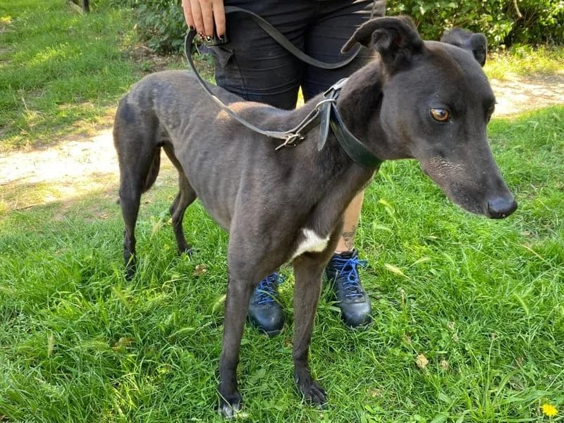Breeze, male 3yo Greyhound for adoption at Dogs Trust Snetterton, Snetterton