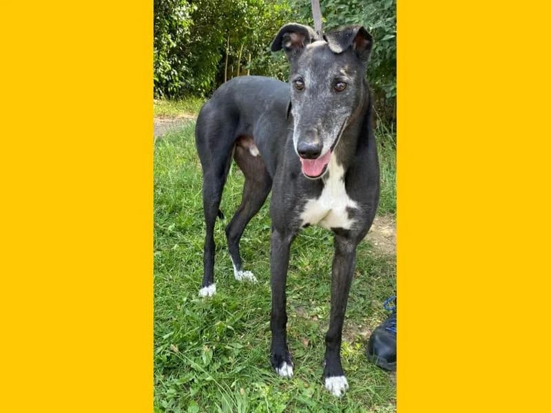 Boss, male 6yo Greyhound for adoption at Dogs Trust Snetterton, Snetterton