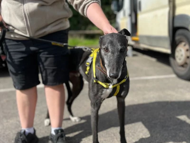 Boss, male 6yo Greyhound for adoption at Dogs Trust Snetterton, Snetterton