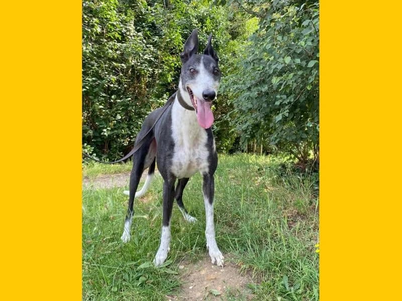 M&M, male 7yo Greyhound for adoption at Dogs Trust Snetterton, Snetterton
