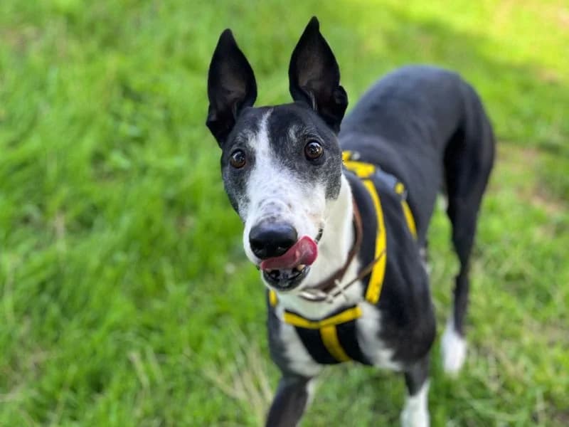 M&M, male 7yo Greyhound for adoption at Dogs Trust Snetterton, Snetterton