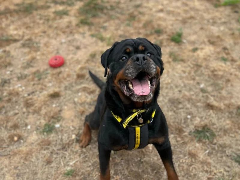 Ned, male 5yo Rottweiler for adoption at Dogs Trust Snetterton, Snetterton