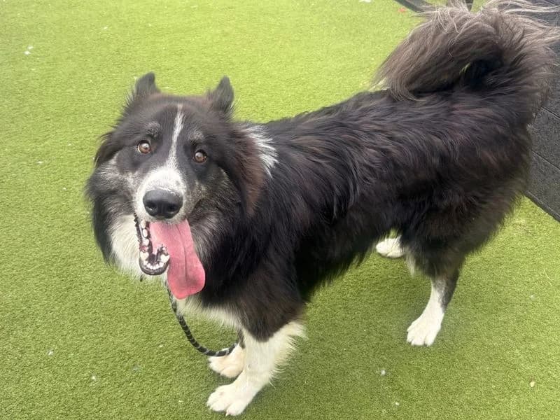 Dexter, male puppy Border Collie for adoption at Dogs Trust Snetterton, Snetterton