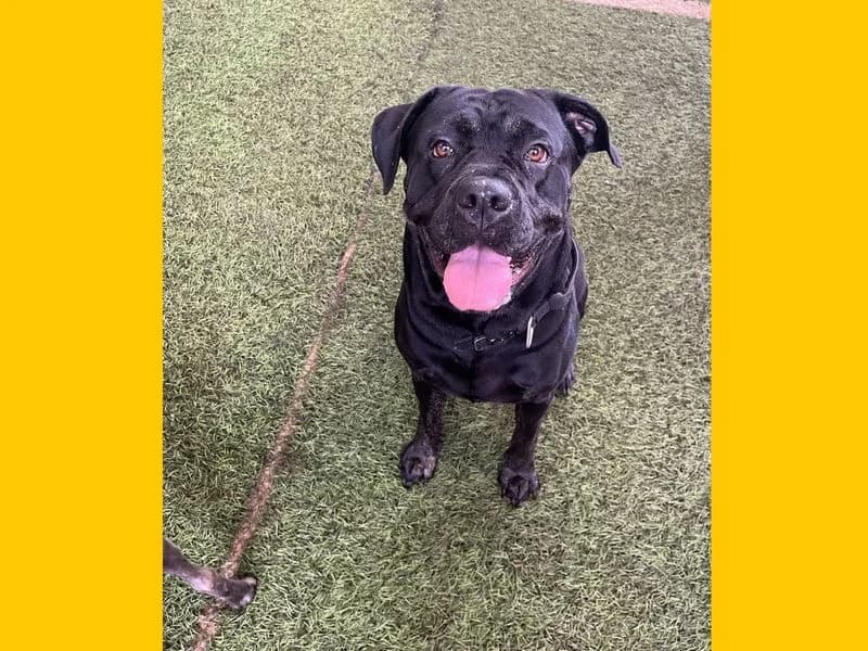 Orca, female 5yo Mastiff for adoption at Dogs Trust Snetterton, Snetterton