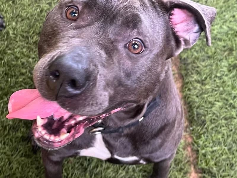 Bailey, female young Staffordshire Bull Terrier for adoption at Dogs Trust Snetterton, Snetterton