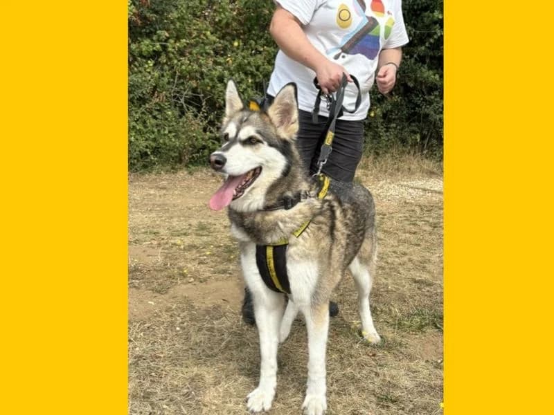 Luna, female senior Husky for adoption at Dogs Trust Snetterton, Snetterton