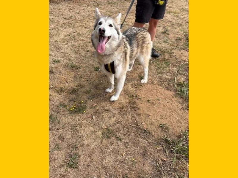 Red, female senior Husky for adoption at Dogs Trust Snetterton, Snetterton