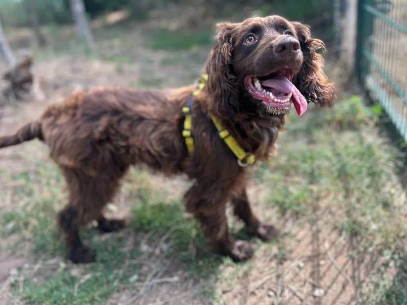 Suede, male 3yo mixed breed for adoption at Dogs Trust Snetterton, Snetterton