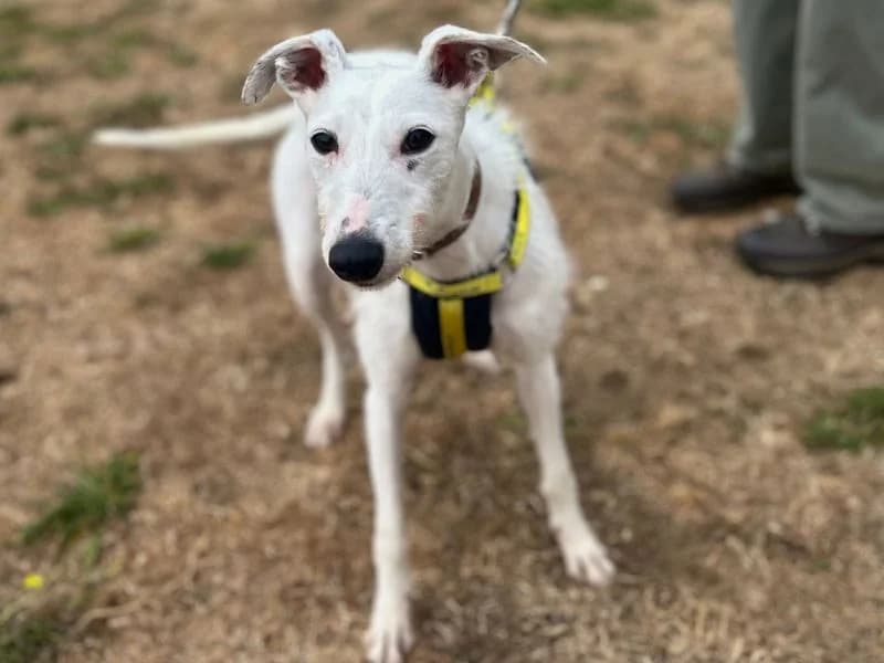 Solo, female 4yo Lurcher for adoption at Dogs Trust Snetterton, Snetterton
