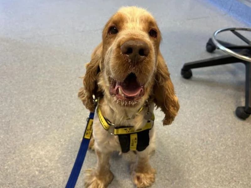 Treacle, male young Cocker Spaniel for adoption at Dogs Trust Snetterton, Snetterton