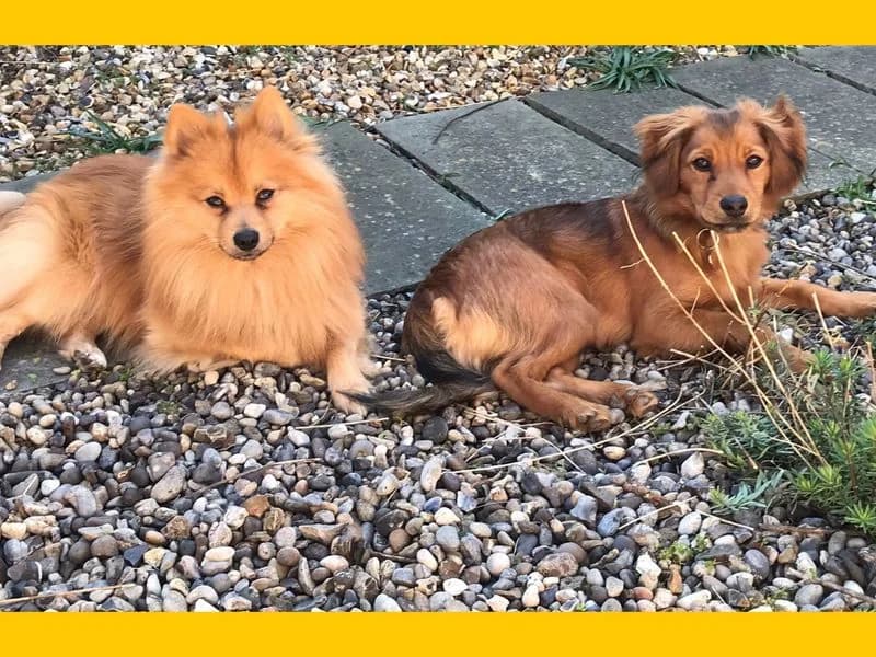 Foxy, male 3yo Pomeranian for adoption at Dogs Trust Snetterton, Snetterton