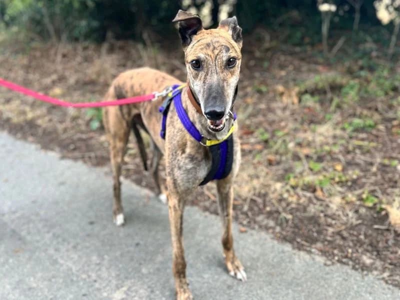 Paddy Longlegs, male 3yo Greyhound for adoption at Dogs Trust Snetterton, Snetterton