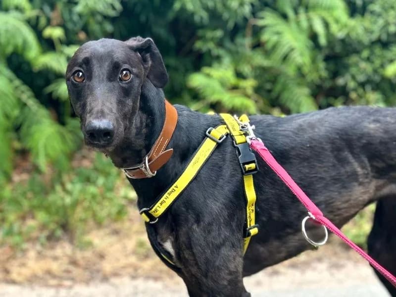 Lacey, female 4yo Greyhound for adoption at Dogs Trust Snetterton, Snetterton