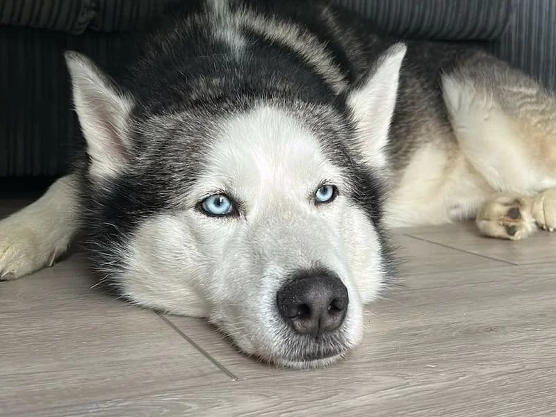 Kobi, male 6yo Husky for adoption at Dogs Trust Snetterton, Snetterton